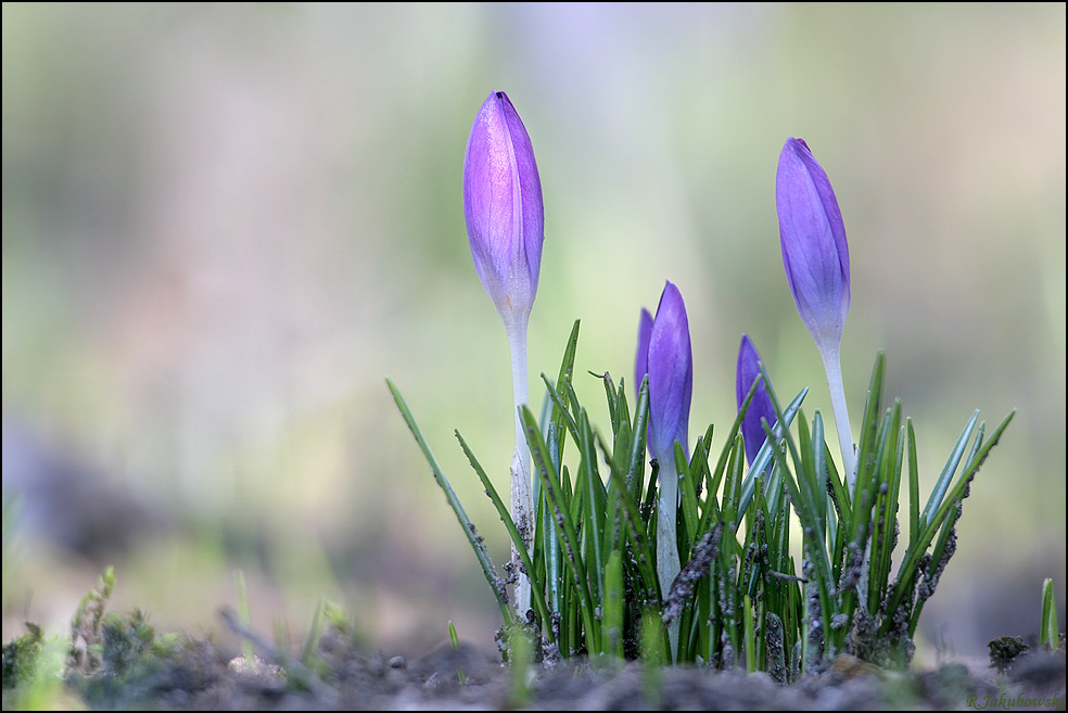 Krokus im Spot