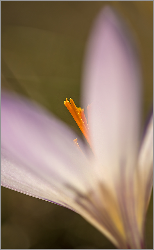Frühlings-Krokus (Crocus vernus ssp. albiflorus)
