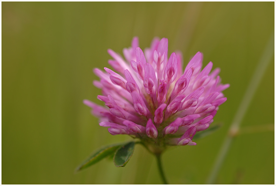 Wiesenklee