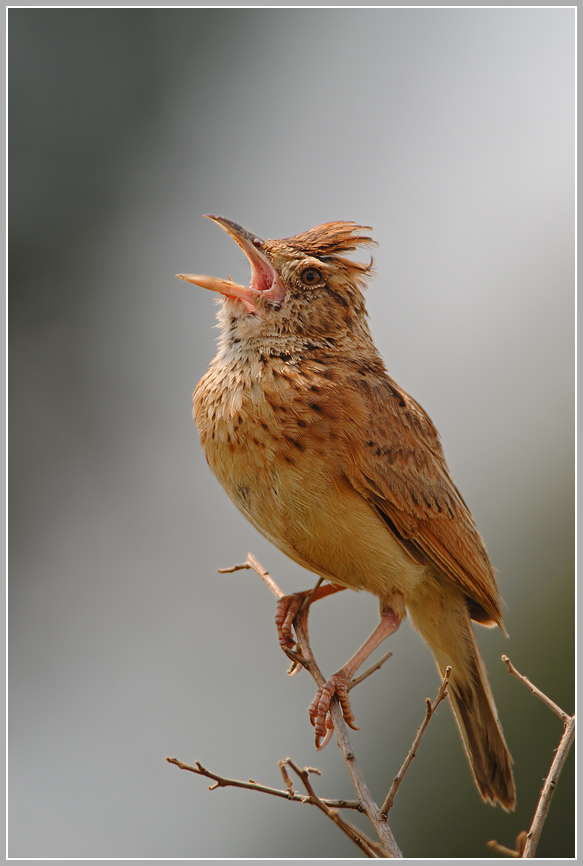 Rotnackenlerche (Mirafra africana),