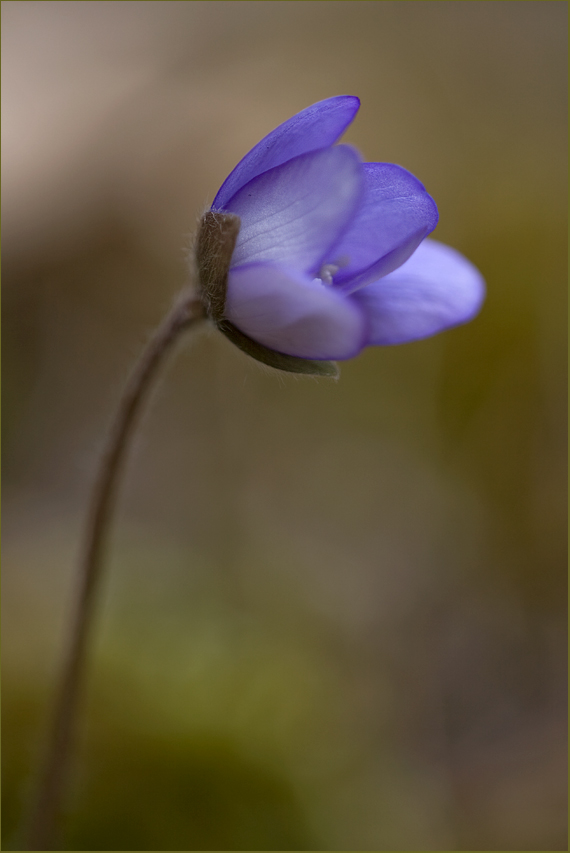 "schlafendes" Leberblümchen