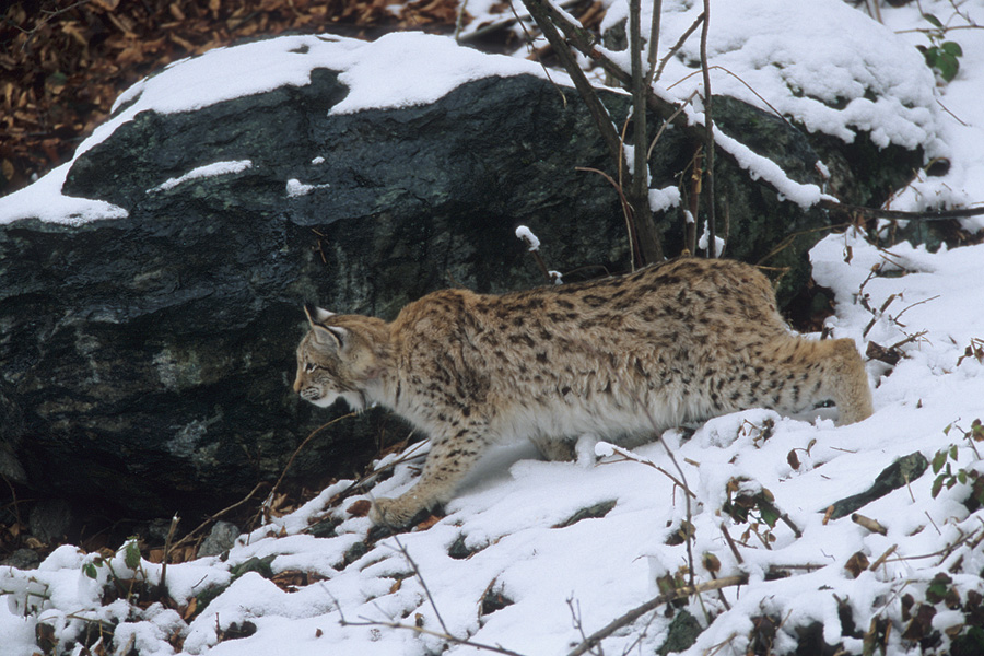 junger Luchs (Lynx lynx) bei der Schleichjagd