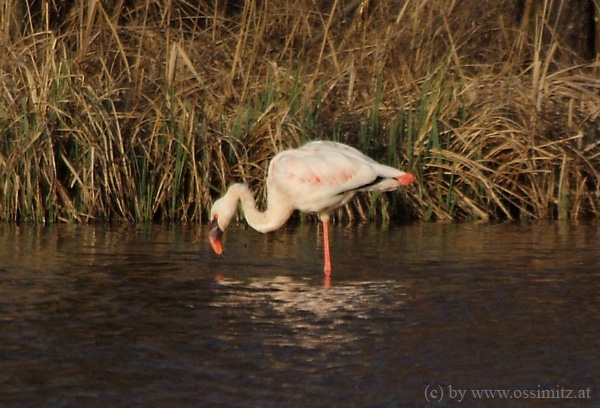 Flamingo in Österreich / Kärnten (ND)