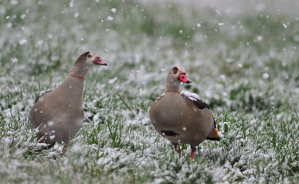 Nilgans werden zu Schneegänse