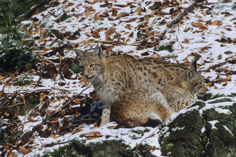 Zwei junge Luchse (Lynx lynx)