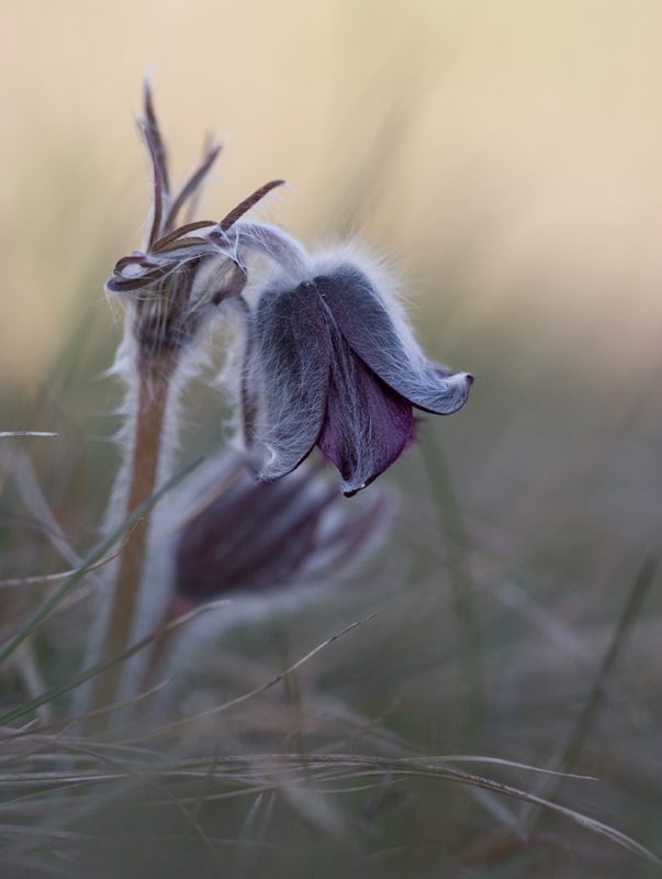 Wiesenküchenschelle