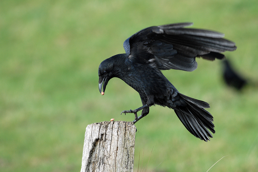 Crow