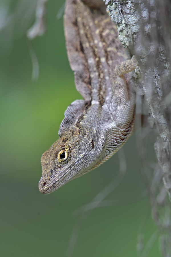 Anolis-Eidechse