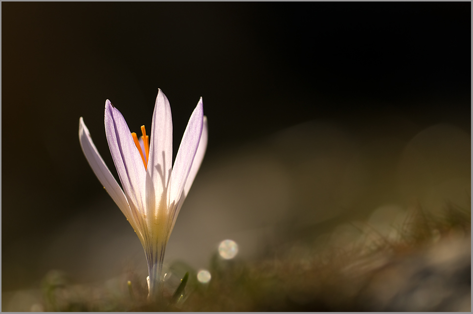 Frühlings-Krokus (Crocus vernus ssp. albiflorus)