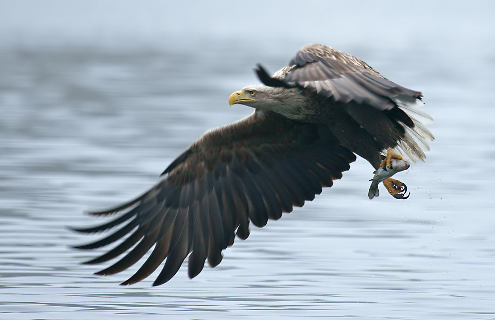 Seeadler 2