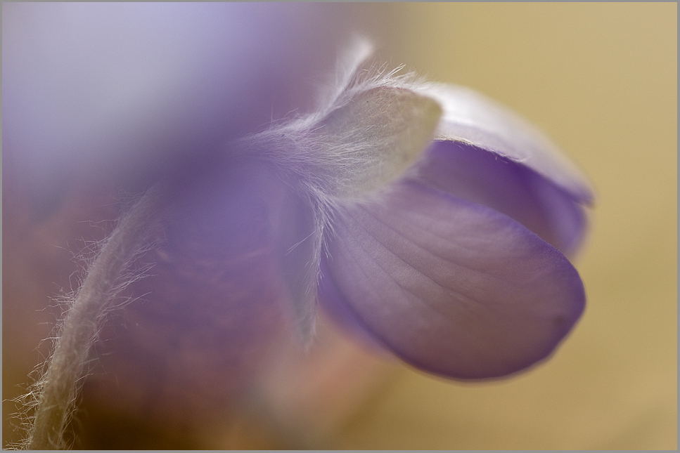 Leberblümchen (Hepatica nobilis)