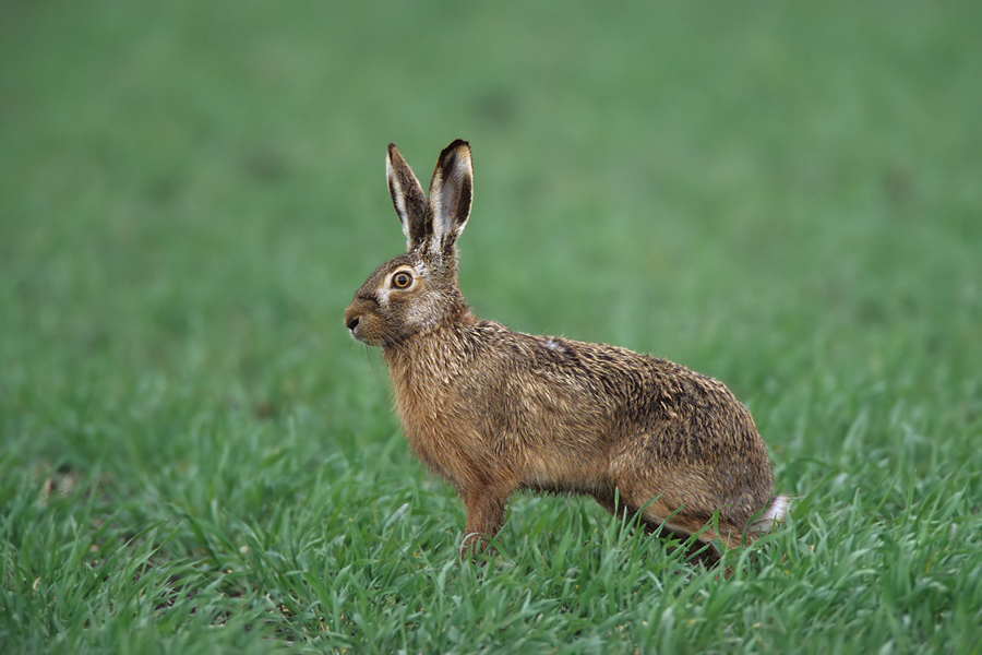 Feldhase (Lepus europaeus)