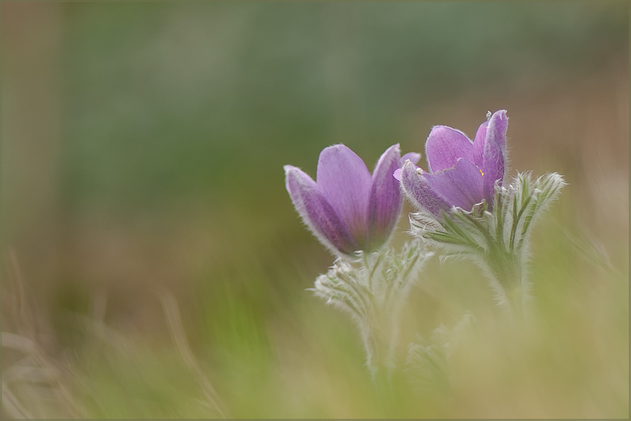 Pulsatilla Vulgaris