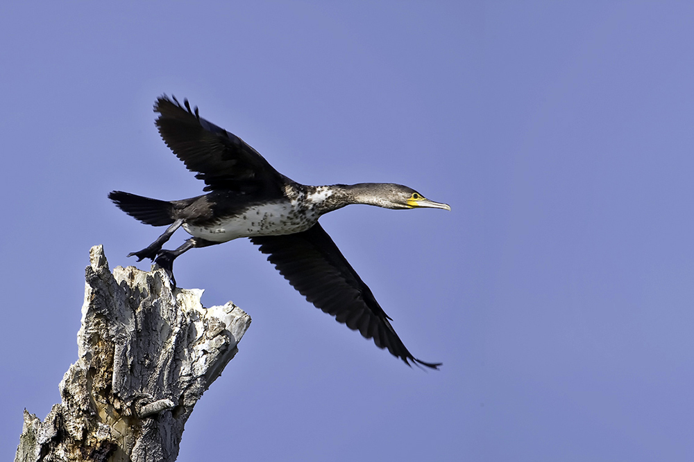 junger komoran im abflug