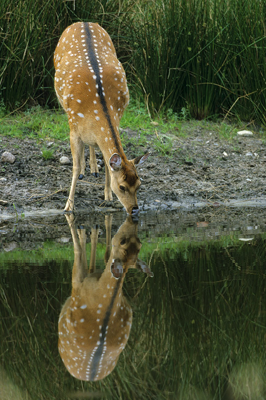 Spieglein, Spieglein