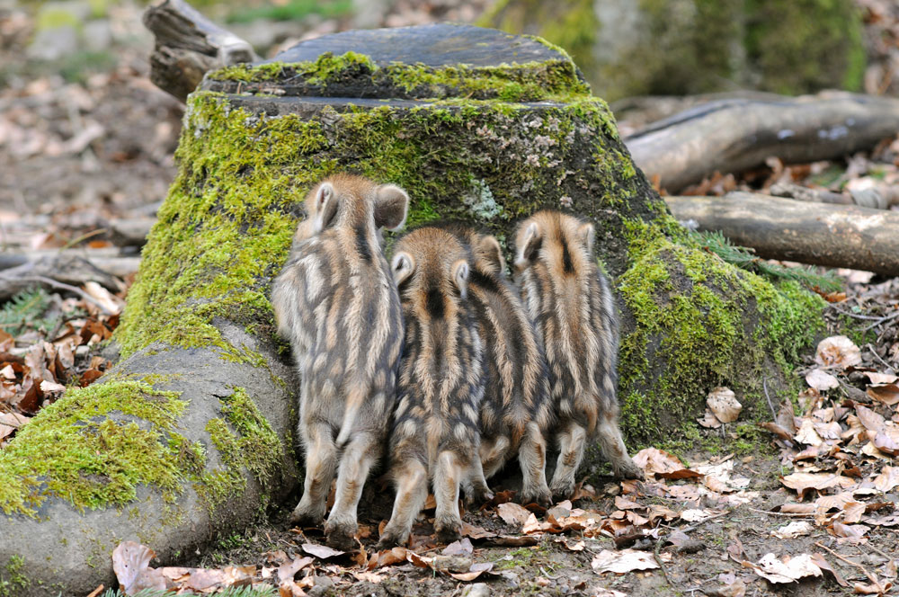 Mamma? (Forum für Naturfotografen)
