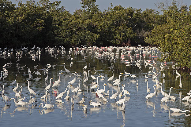 Naturfotografie in Florida