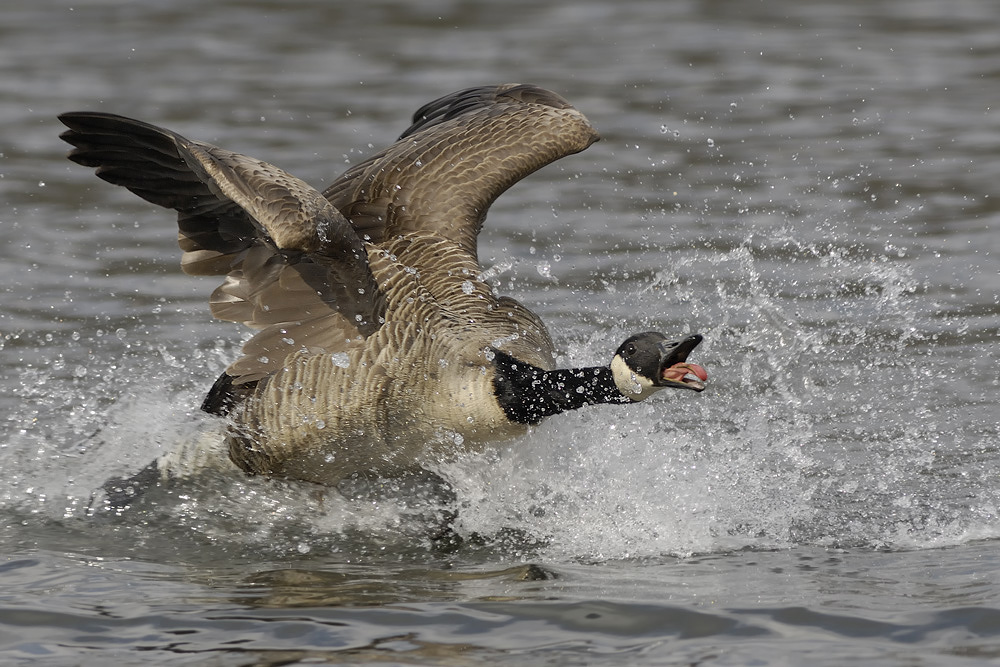 Kanadagans (Branta canadensis)