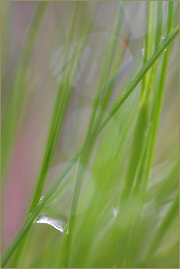 ~ Reflexe im Gras ~