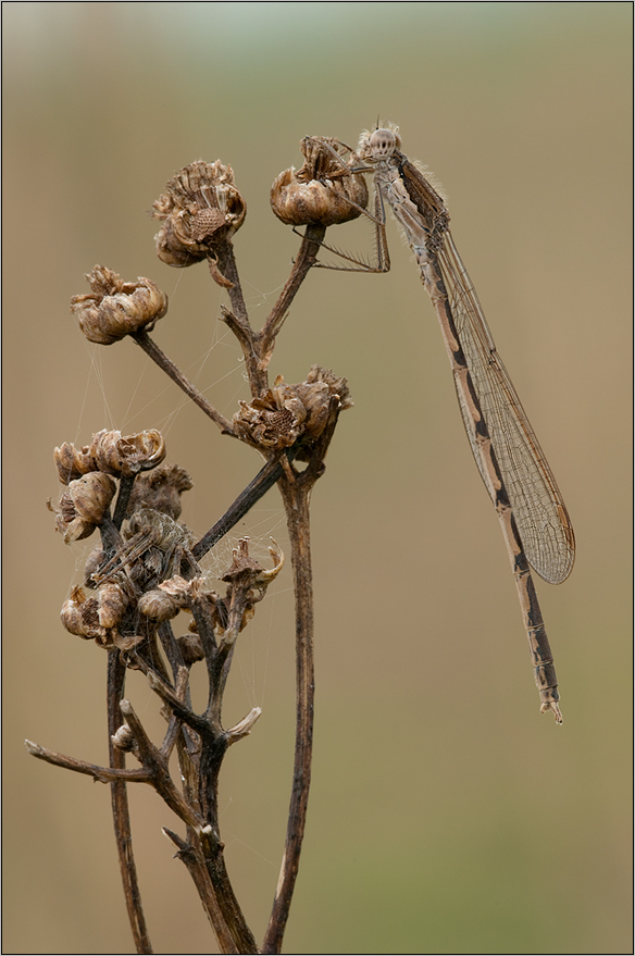 Gemeine Winterlibelle(Sympecma fusca)