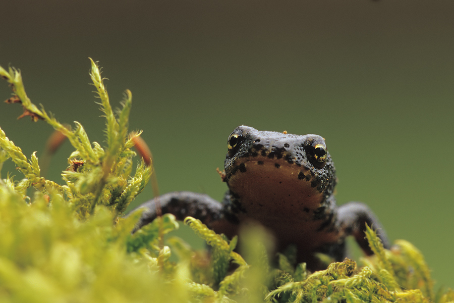 Bergmolchweibchen (Triturus alpestris)