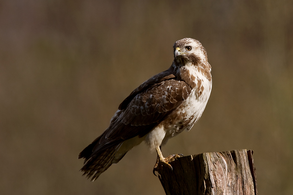 Mäusebussard (Buteo buteo)