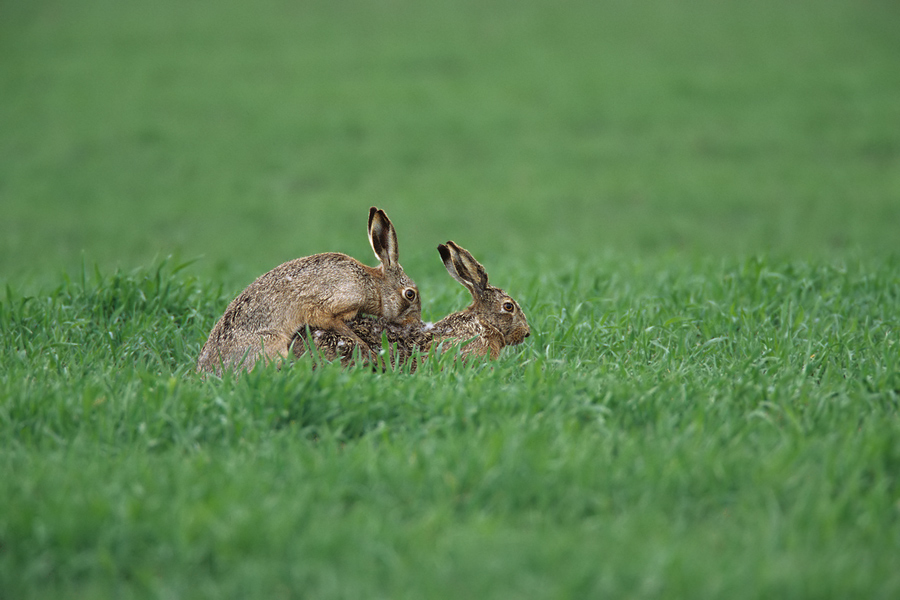 kopulierende Feldhasen (Lepus europaeus)