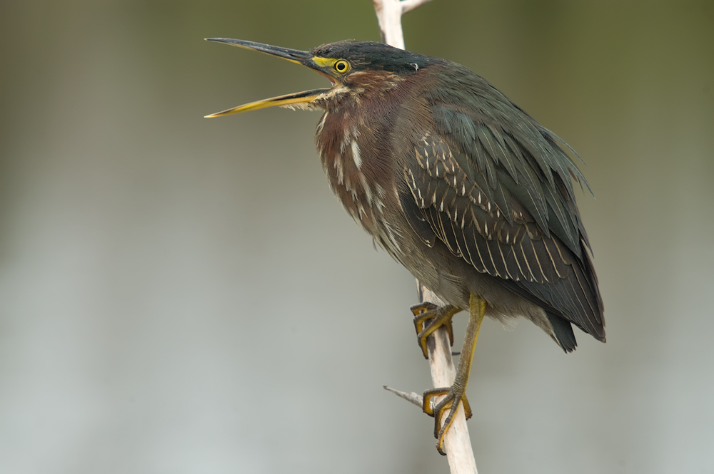 Grünreiher (Butorides virescens)