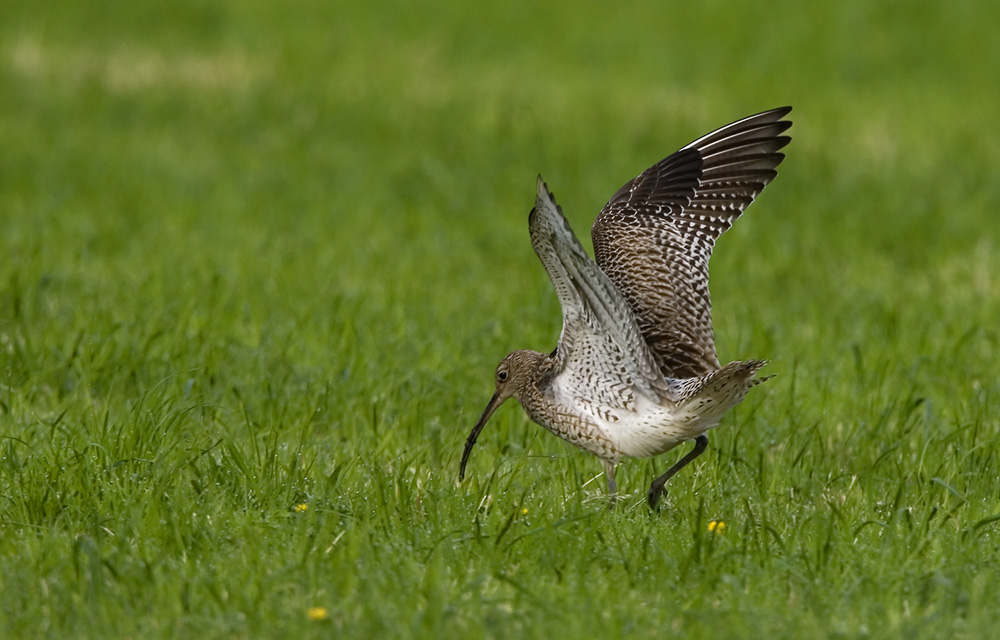 Großer Brachvogel