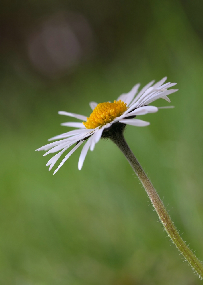 Gänseblümchen
