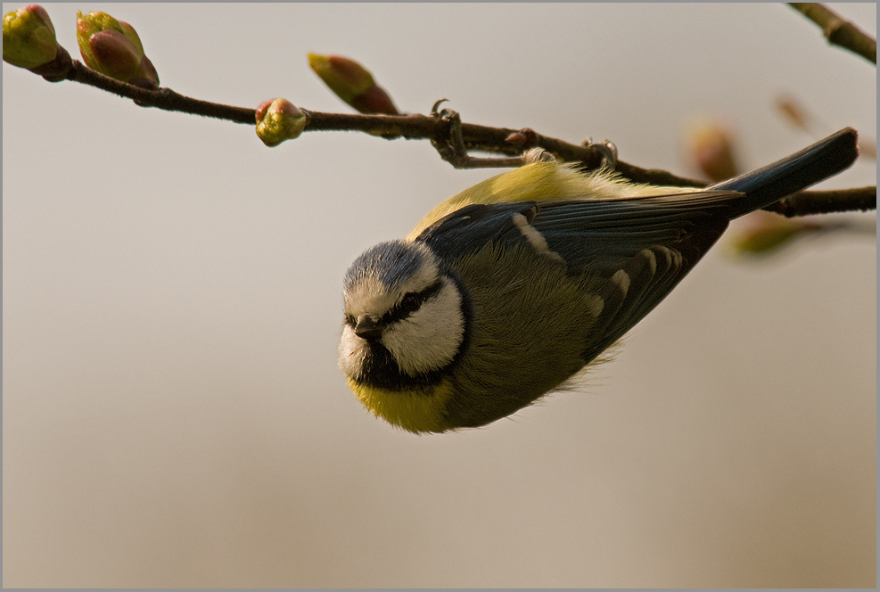 Blaumeise (Parus caeruleus)