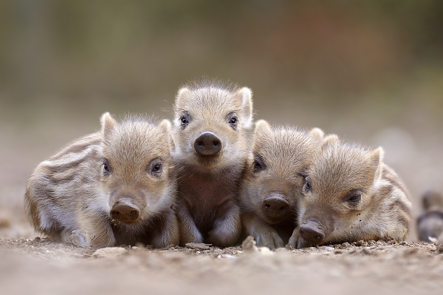 Schlummernde Schweinis