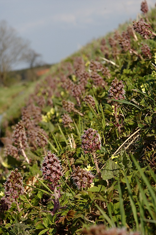 Pestwurzwiese
