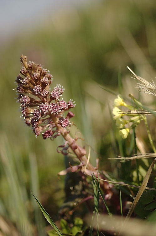 Pestwurz