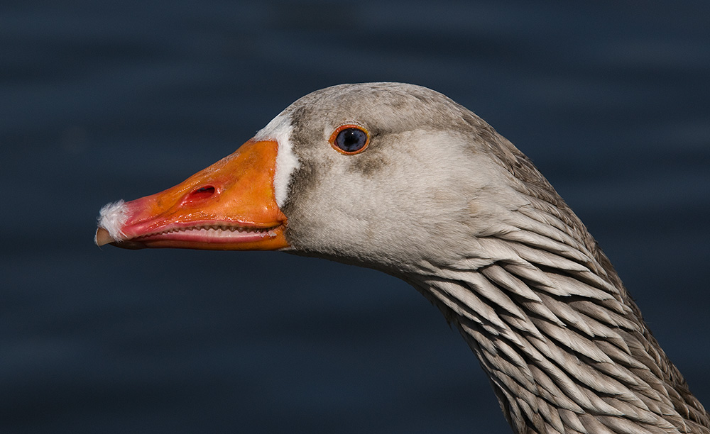 Gänseportrait