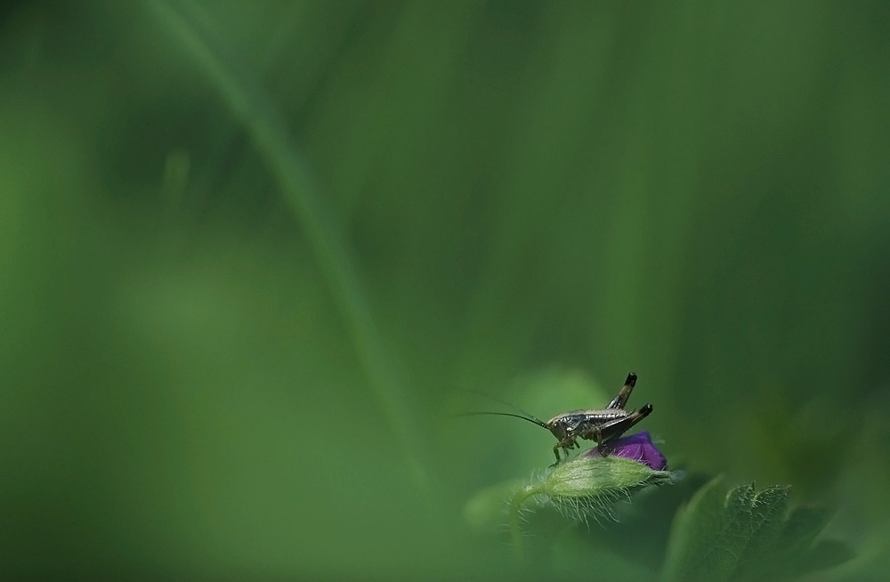 Keulenheuschrecke im Gras
