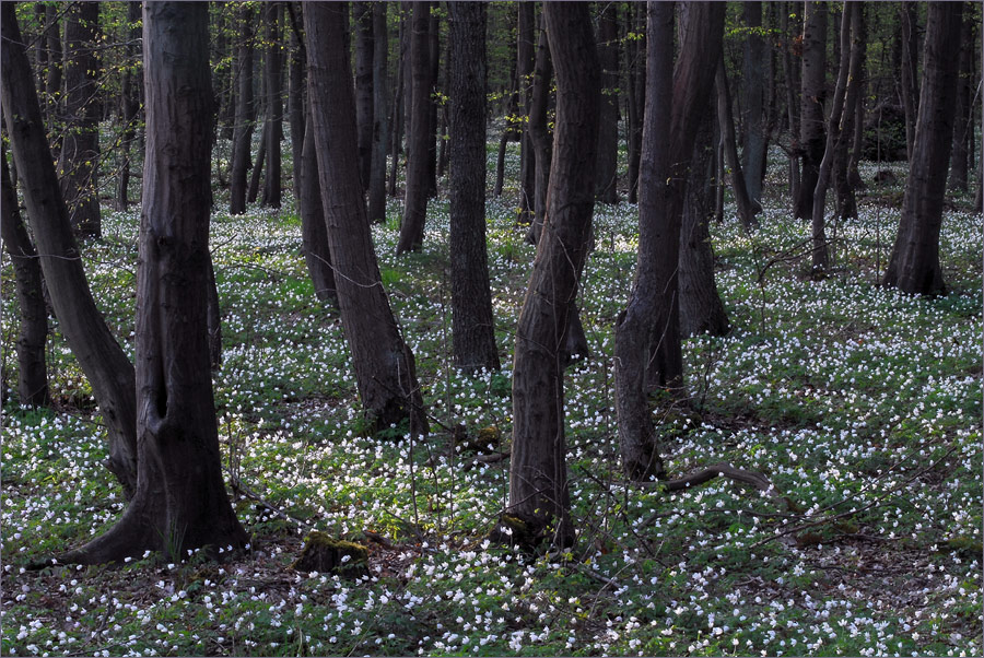 Im Anemonenwald