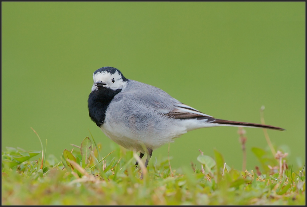 Bachstelze (Motacilla alba)