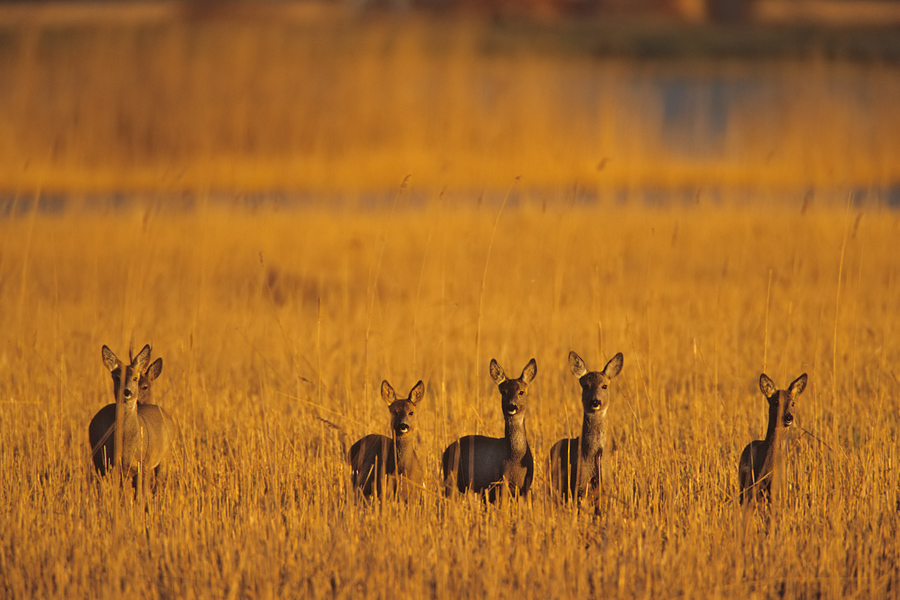Rehe (Capreolus capreolus) im Ried