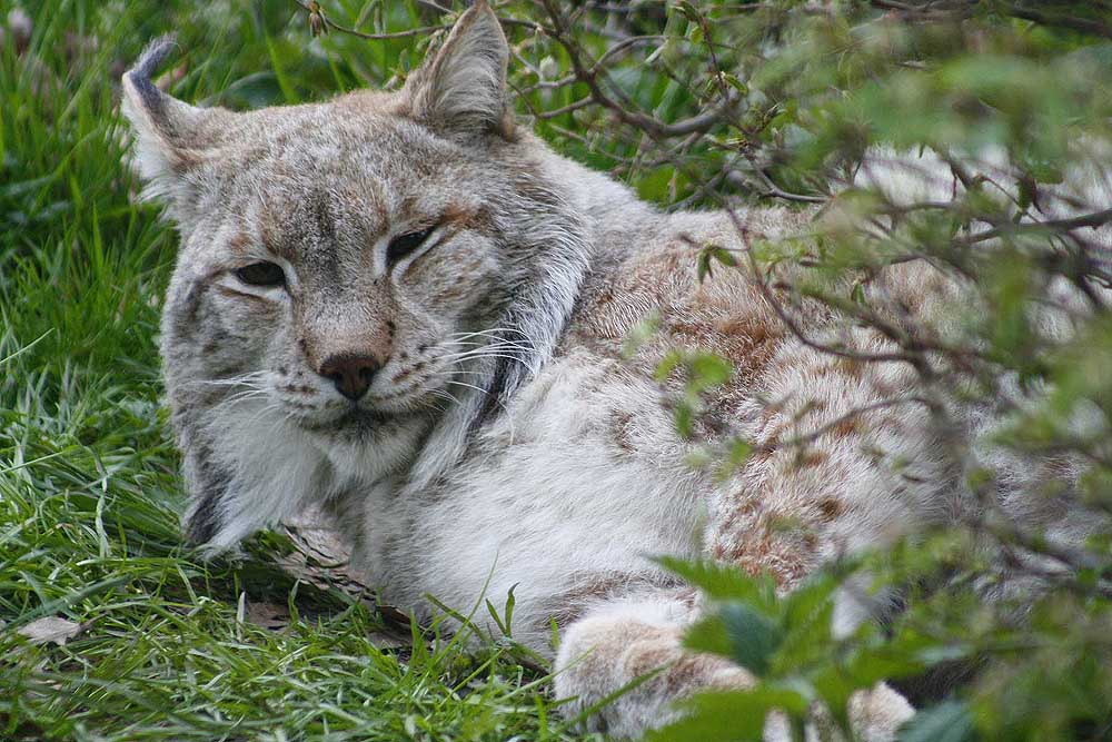 Luchs aus dem Leipziger Wildpark