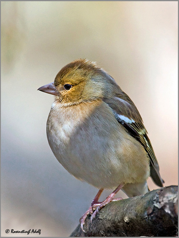 Buchfink - w (Fringilla coelebs)