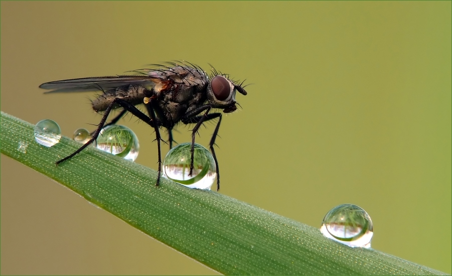 ...nur ´ne Fliege...