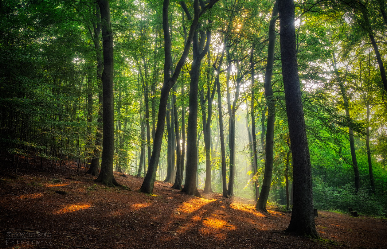 Sonnenbeschienene Lichtung im Buchenwald