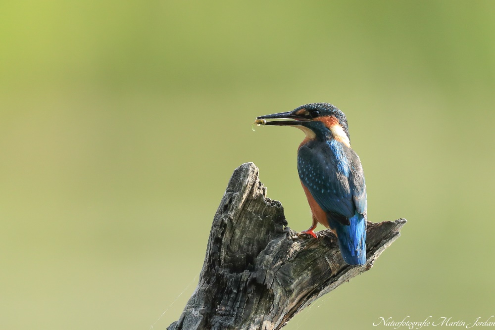 Eisvogel