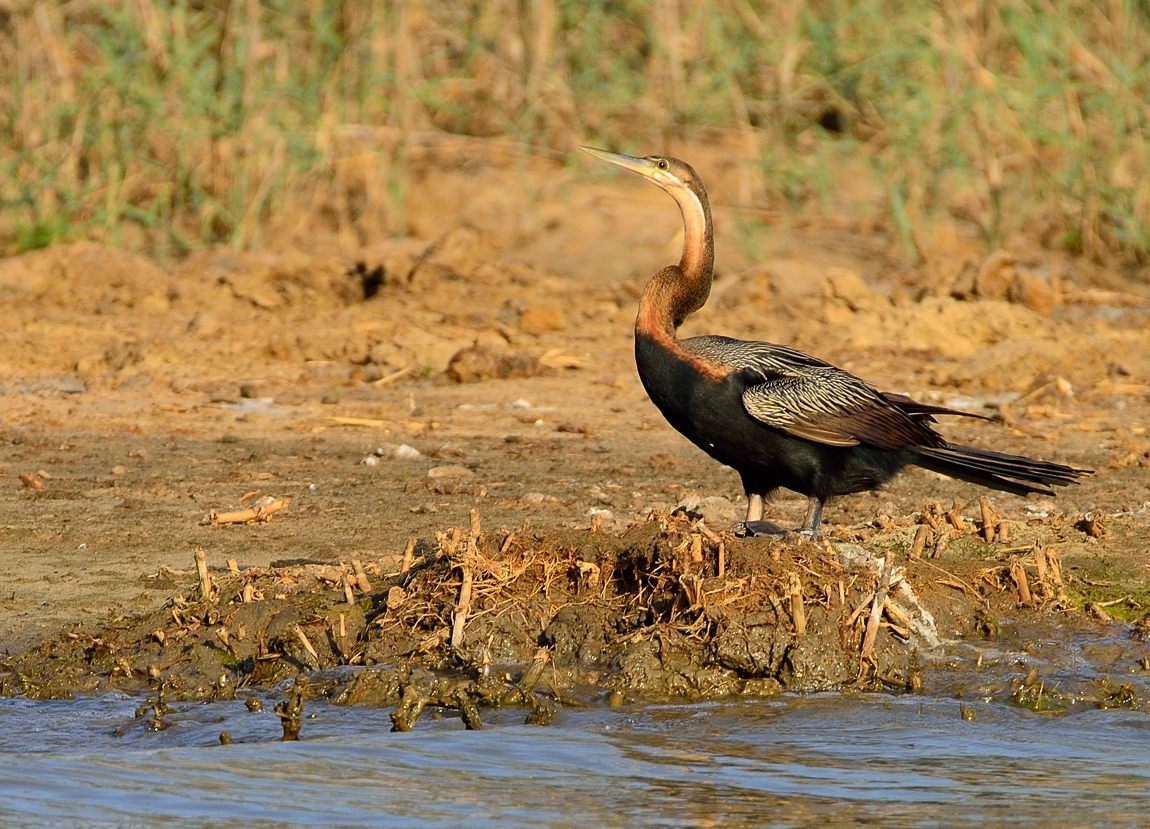 Schlangenhalsvogel