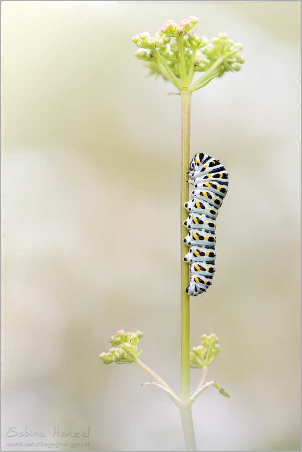 ~ caterpillar ~