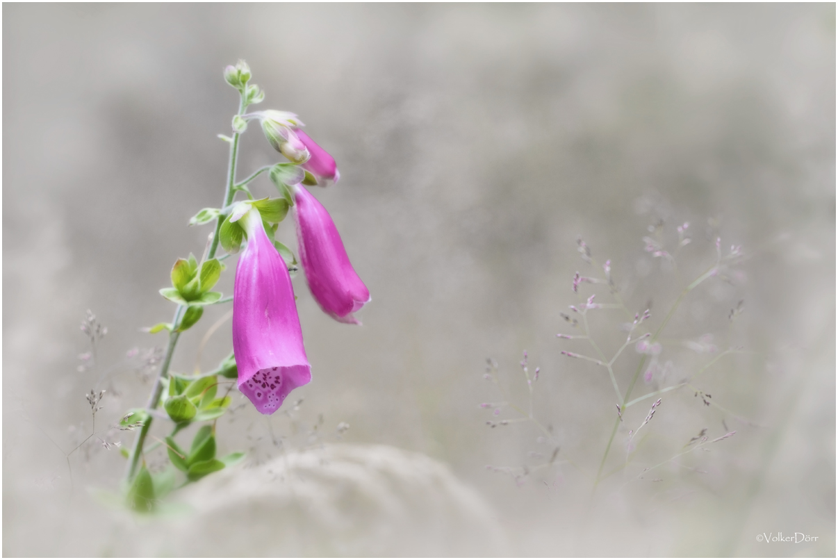 Digitalis purpurea