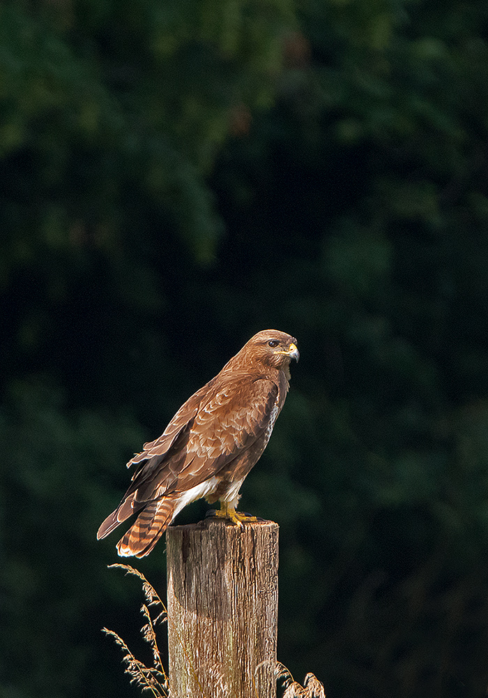 Mäusebussard - Buteo buteo