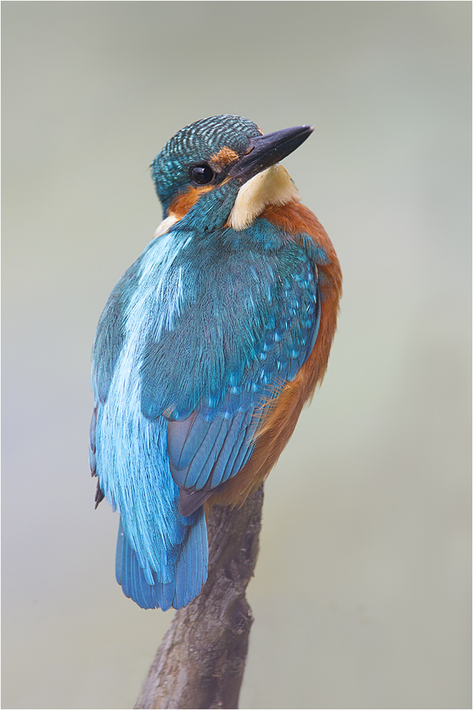 Eisvogel Männchen