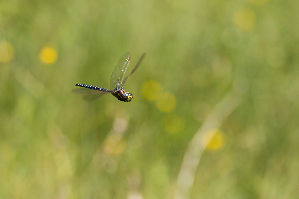 Moorflieger